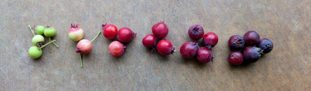Serviceberry ripeness photo