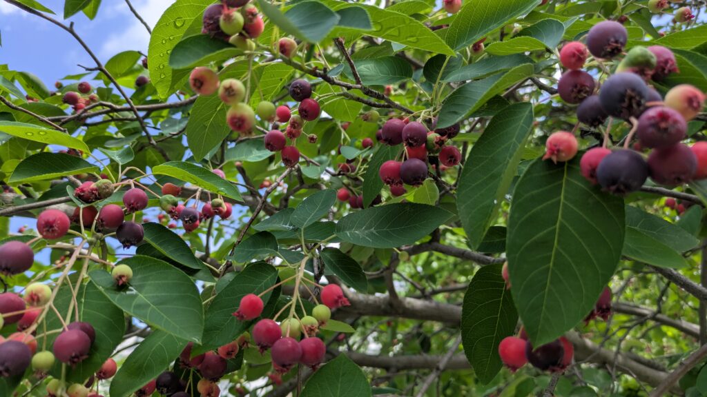 Serviceberry Tree Close up of Berries
