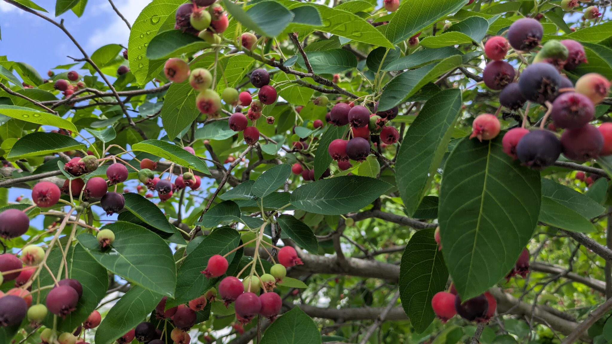 The Serviceberry: A Guide to Appreciating this Small but Mighty Tree ...