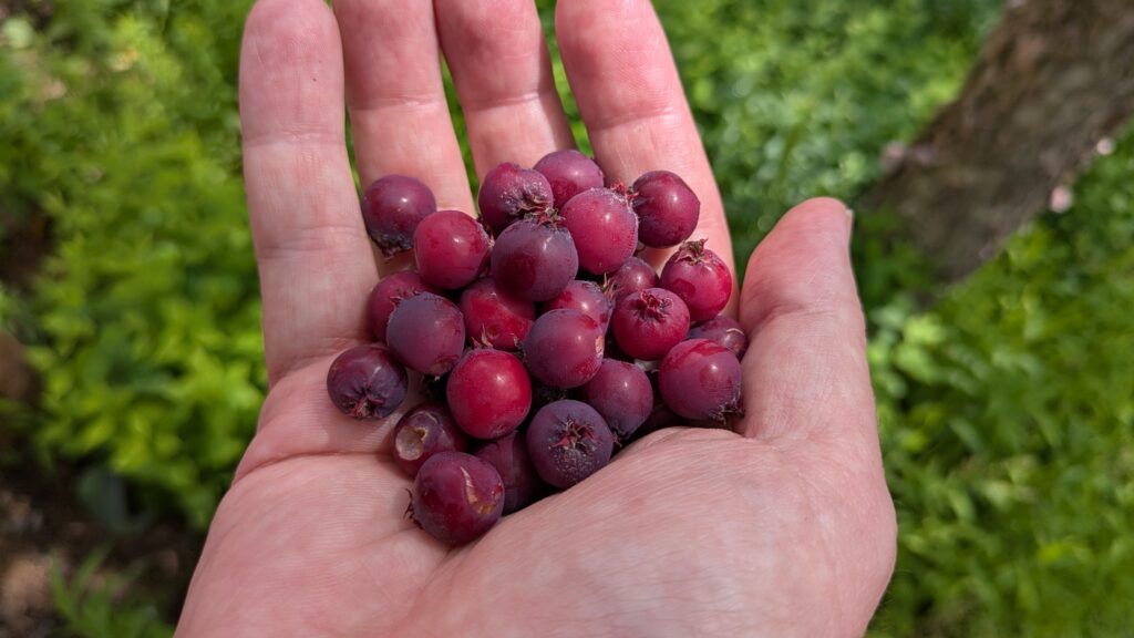 Handful of Serviceberries