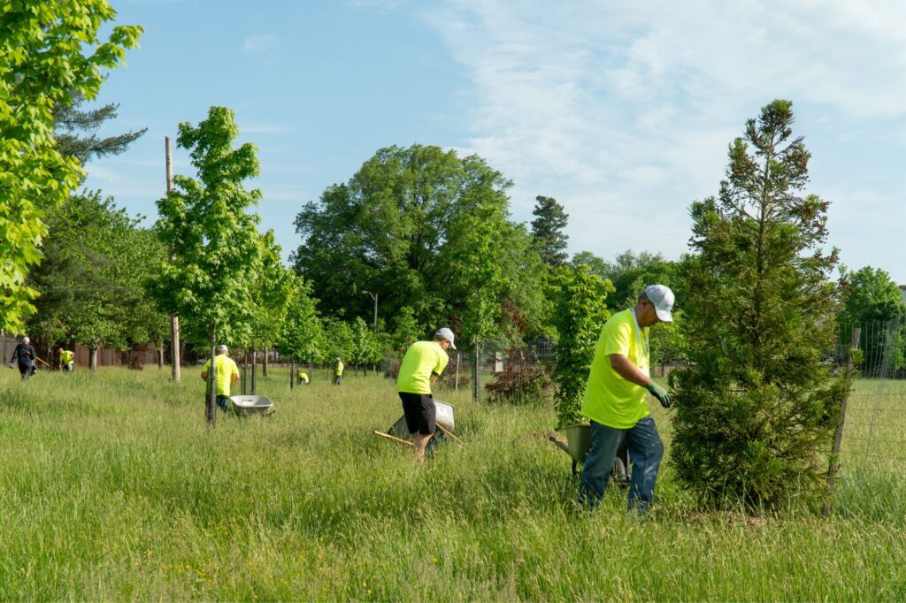 A field of trees being cared for by volunteers