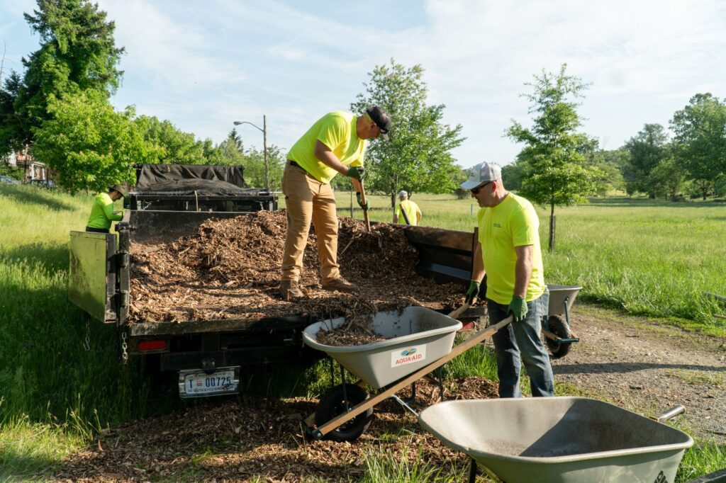 Volunteers rake mulch into a wheelbarrow