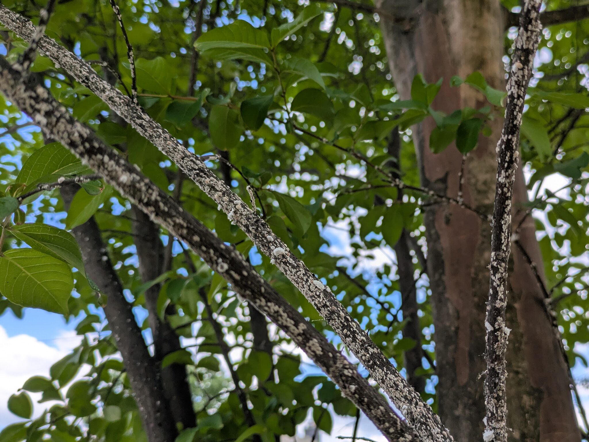 Crapemyrtle Bark Scale: Small Bugs Causing Big Headaches - Casey Trees