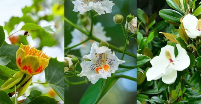 Picture of 3 different blooming trees