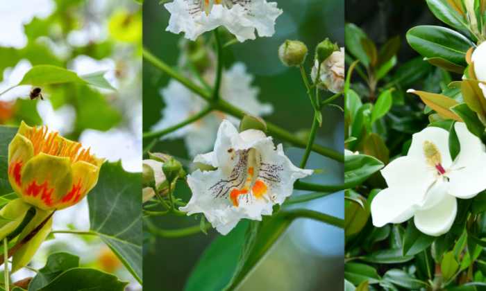 Picture of 3 different blooming trees