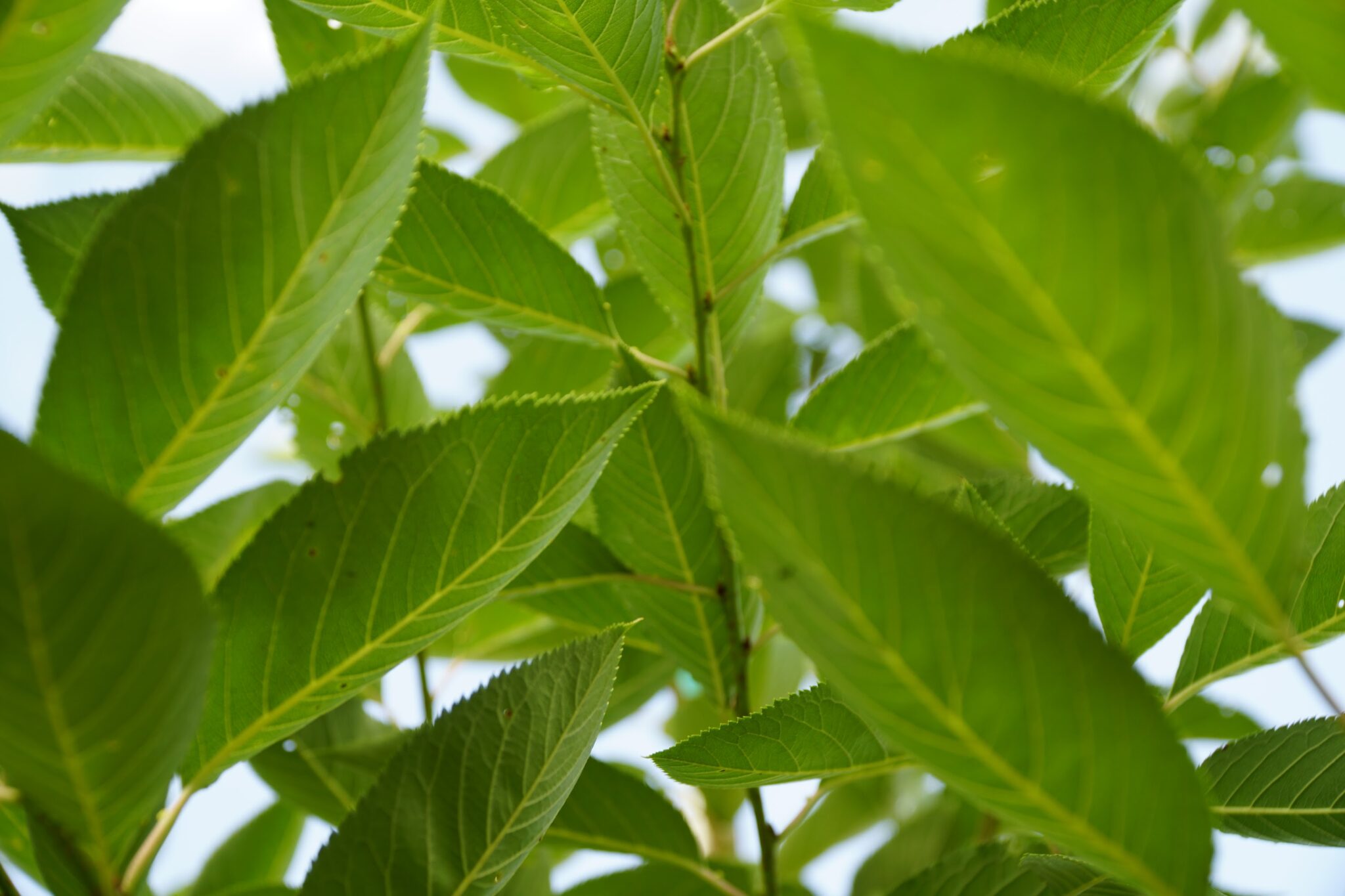 The Science of the Seasons: Summer Phenology - Casey Trees
