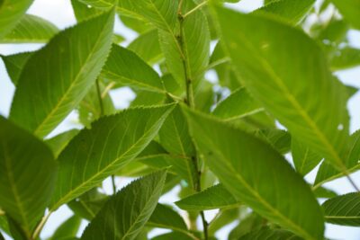 up close photo of tree leaves