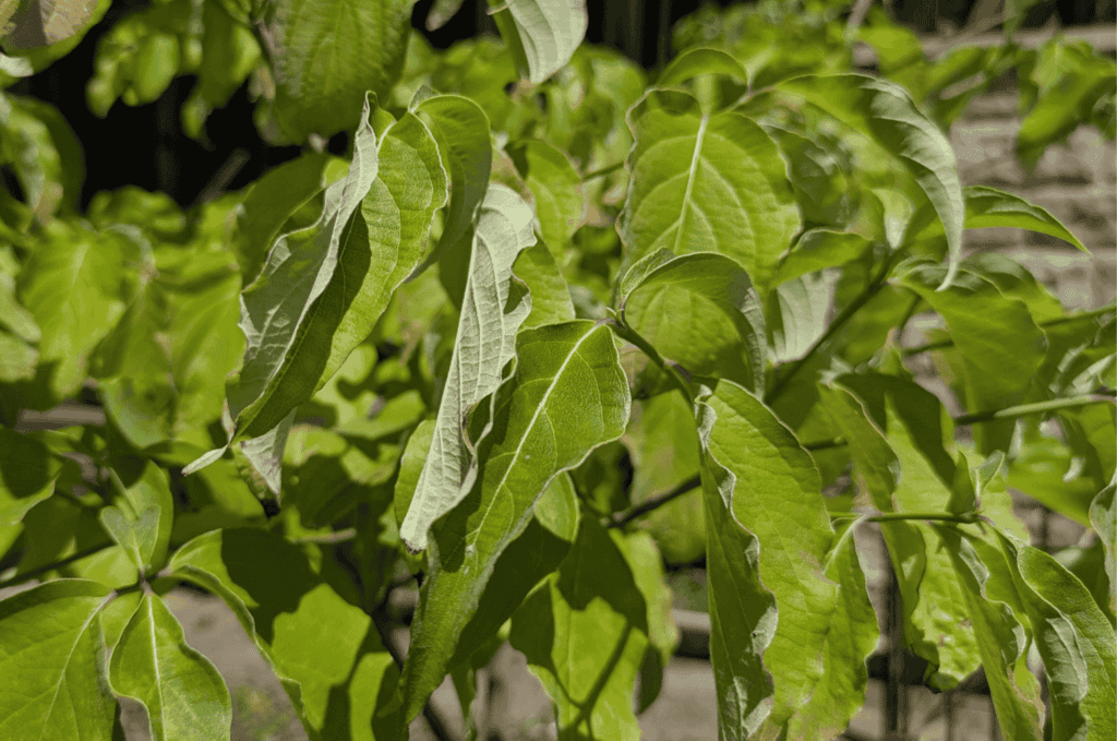Close up of wilting tree leaves