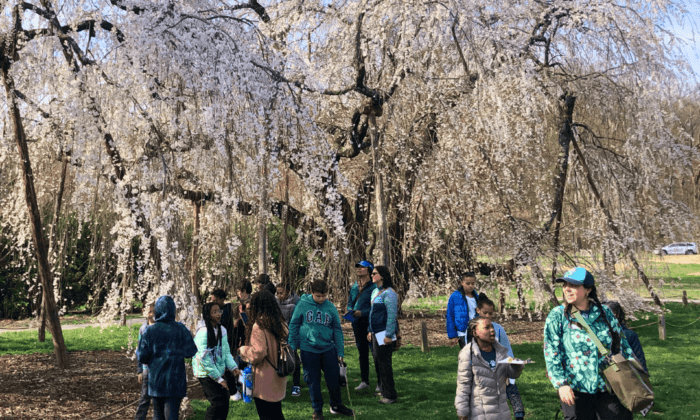 Students from Payne Elementary learn about nature at the US National Arboretum