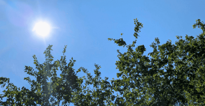 Looking up at a tree canopy and the summer sun