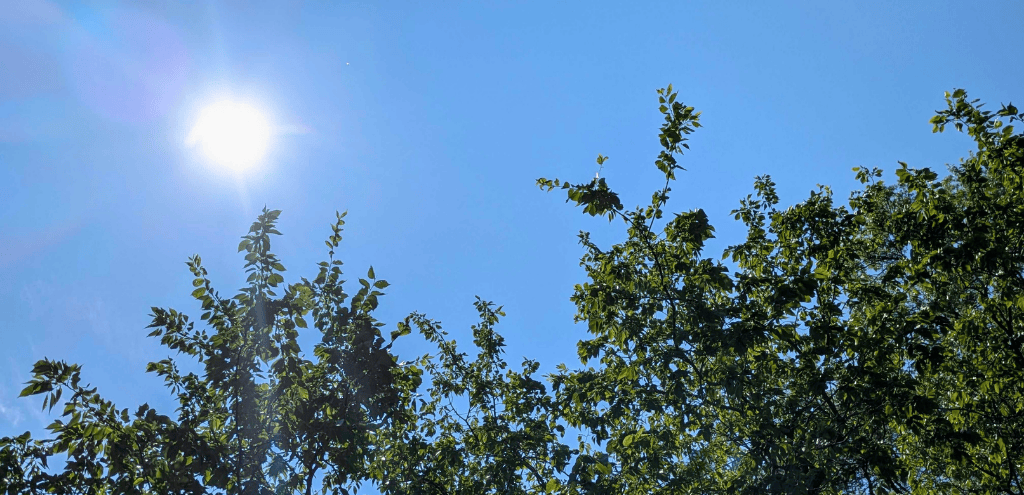 Looking up at a tree canopy and the summer sun