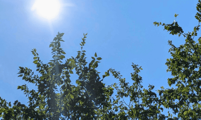 Looking up at a tree canopy and the summer sun