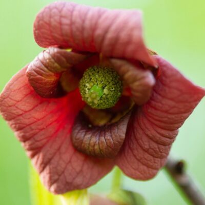 Blossoming pawpaw flower, identifiable by its maroon color