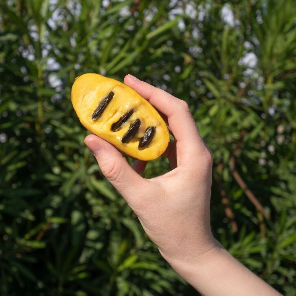 A single hand displaying a ripe half of a pawpaw fruit