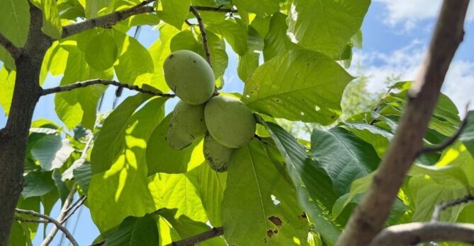 Four unripe pawpaw fruit hanging from a tree