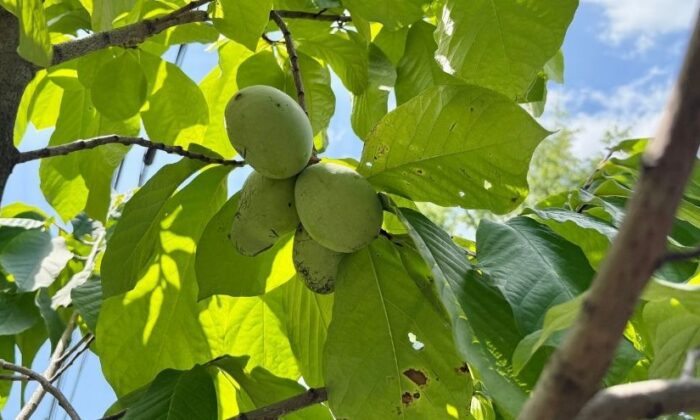 Four unripe pawpaw fruit hanging from a tree