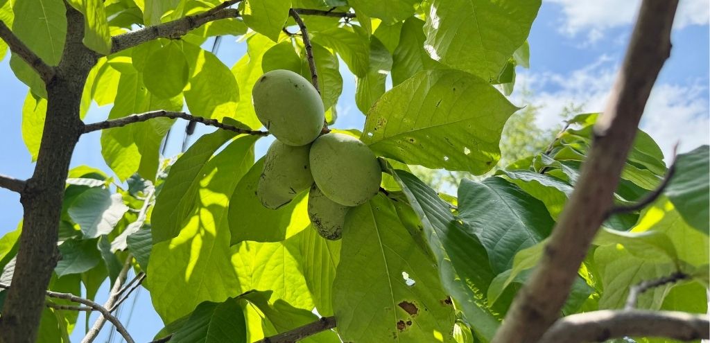 Four unripe pawpaw fruit hanging from a tree