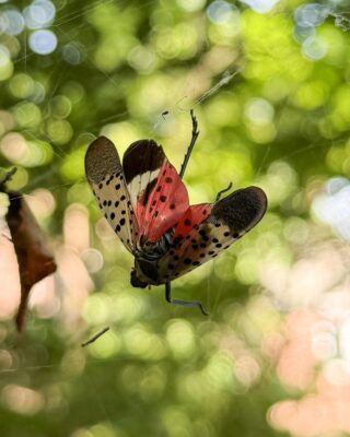Spotted lanternfly in a spider's web.