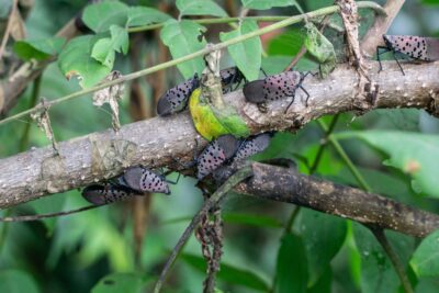 Adult spotted lanternflies on a tree of heaven (Ailanthus altissima).