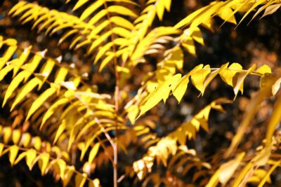 A tree of heaven in autumn, marked by its yellowing leaves.