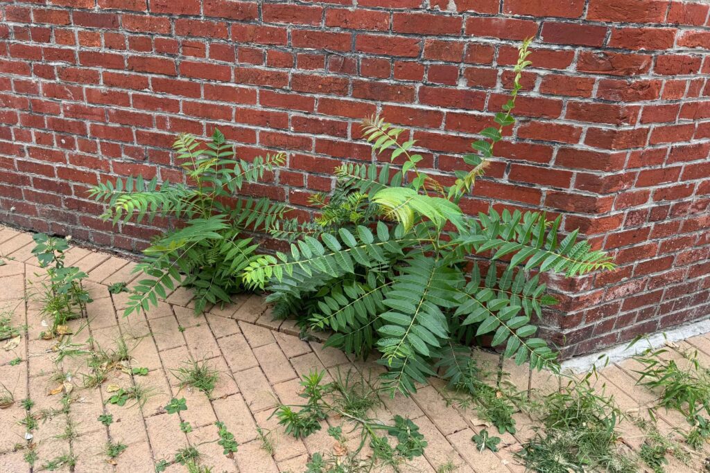 Small tree of heaven saplings growing out of a crack in between a building and the pavement.