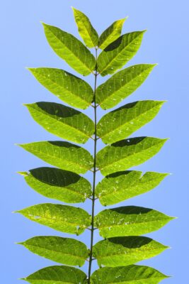 A closeup of a tree of heaven (Ailanthus altissima) leaf.