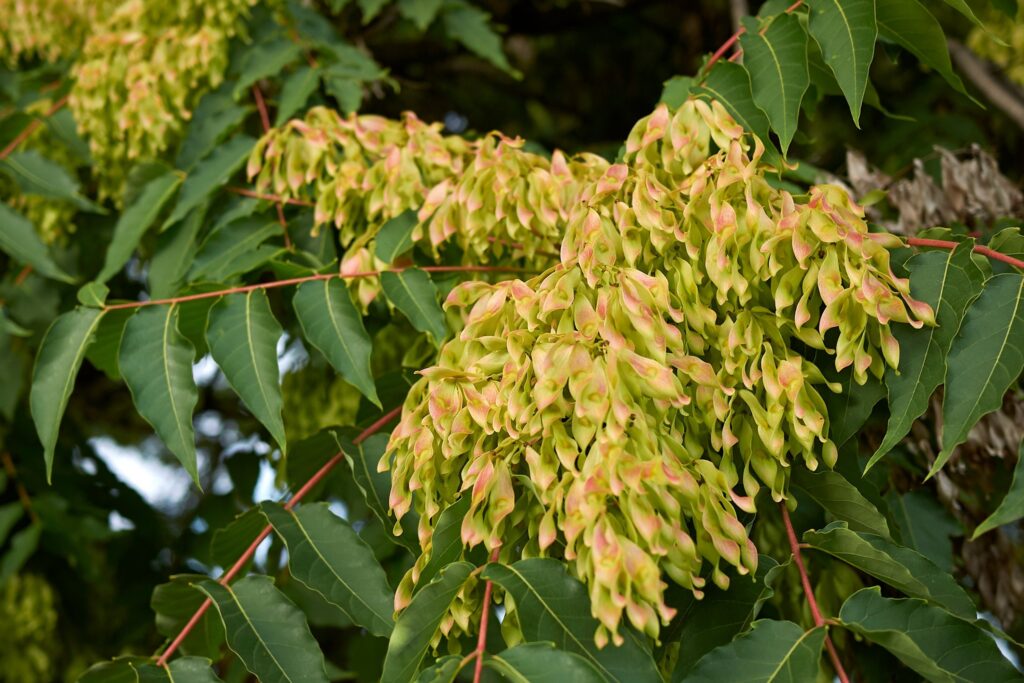 A close-up of the flowers and seeds of a tree of heaven (Ailanthus altissima).