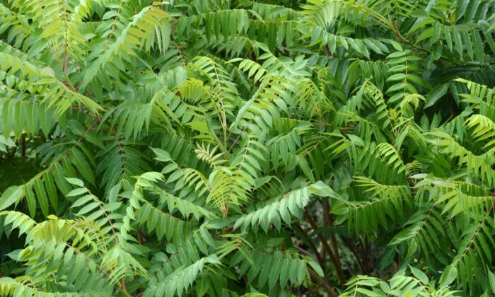 Multiple trees of heaven (Ailanthus altissima).