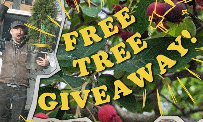 Collage image that says "Free Tree Giveaway!" with serviceberries in the background, an image of a crowd at the DC State Fair, and an image of a Casey Trees employee holding up a small container tree.