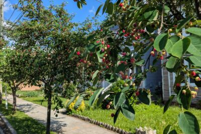 Two serviceberry trees.
