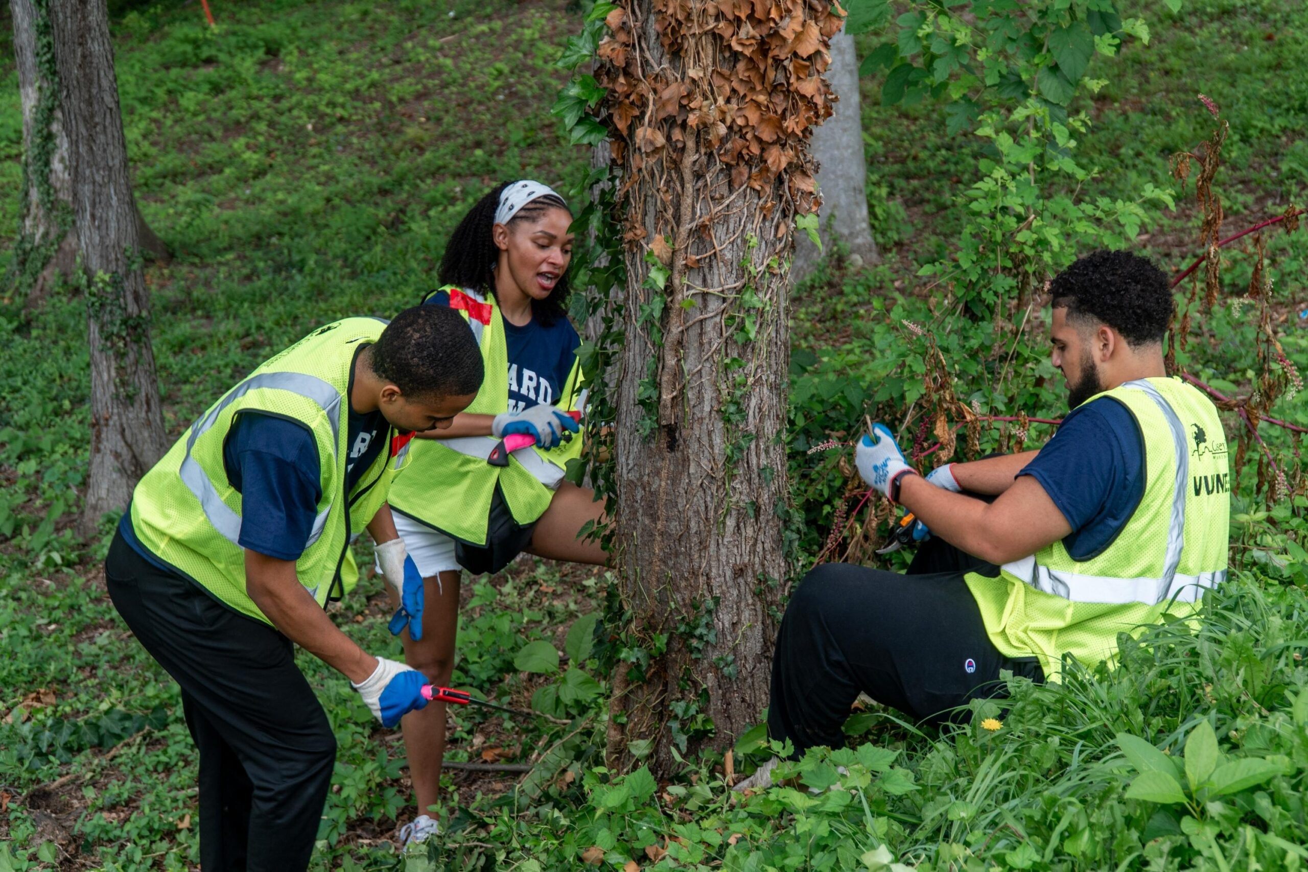 Three incoming Howard University Law students work on removing invasive vines from the base of a mature tree.