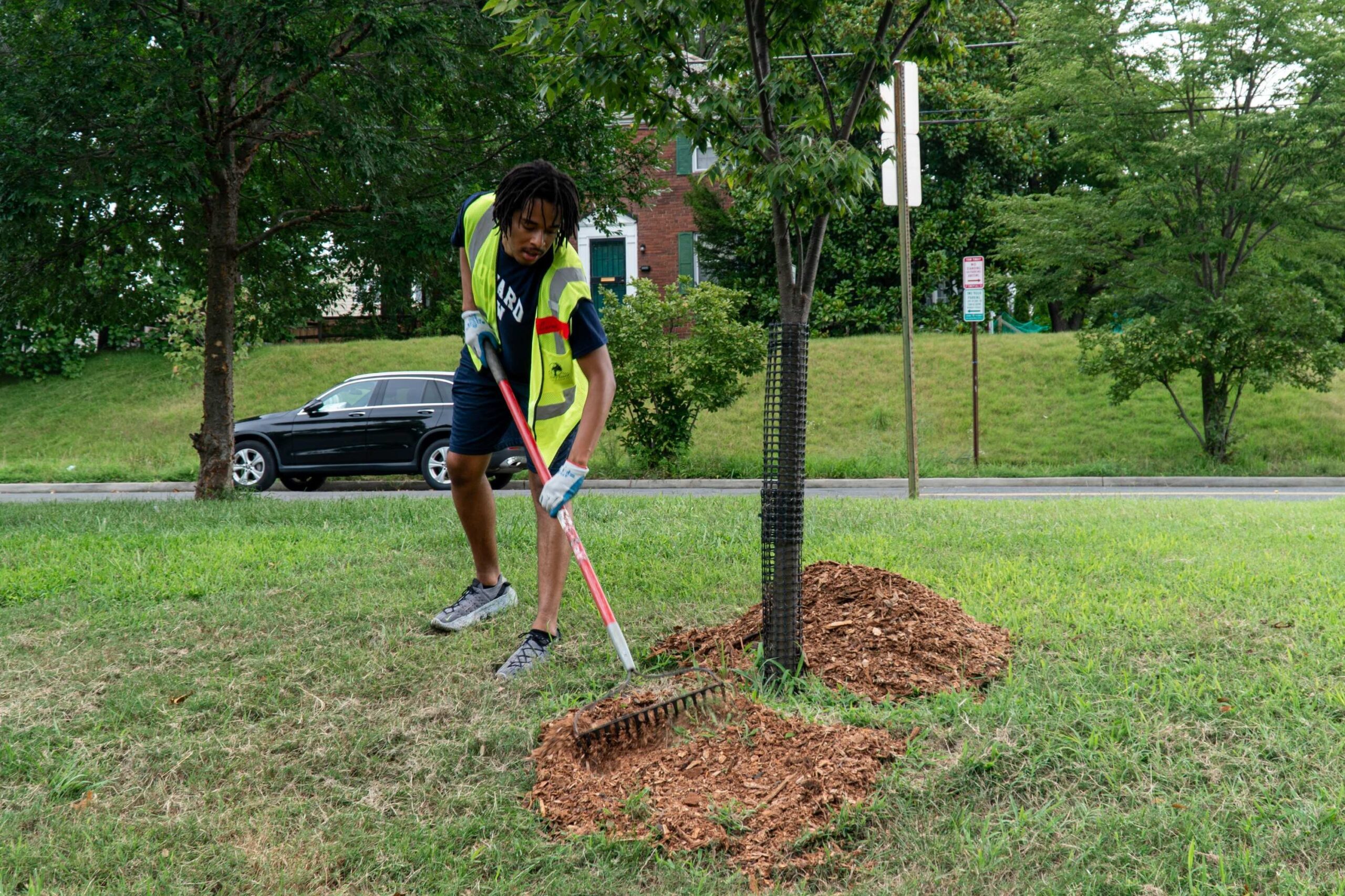 An incoming Howard University Law student rakes mulch around the base of a young tree.