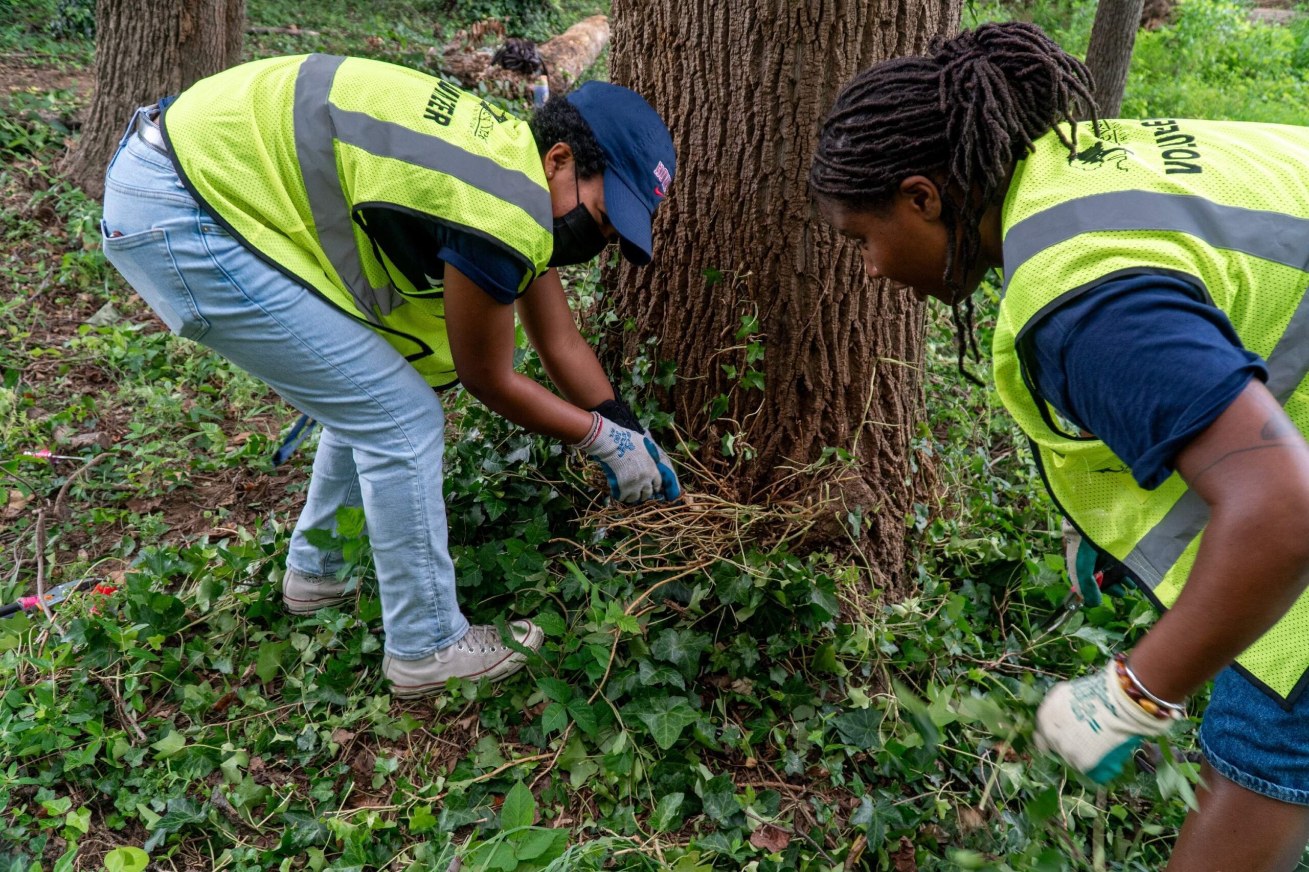 Two incoming Howard University Law students work on an invasive vine removal at the base of a mature tree.