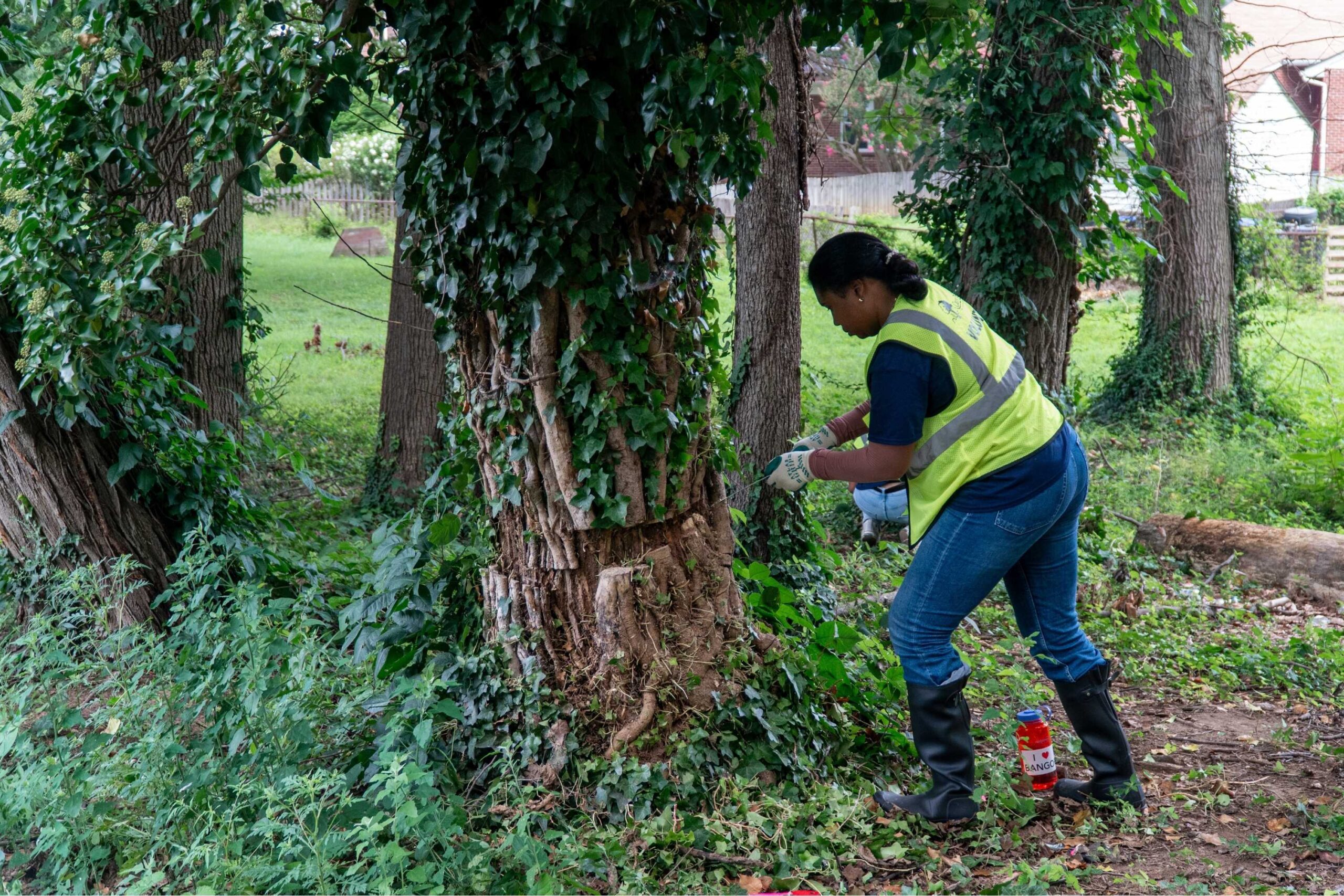 An incoming Howard University Law student removes invasive vines at the base of a mature tree using a technique called "window treatment."