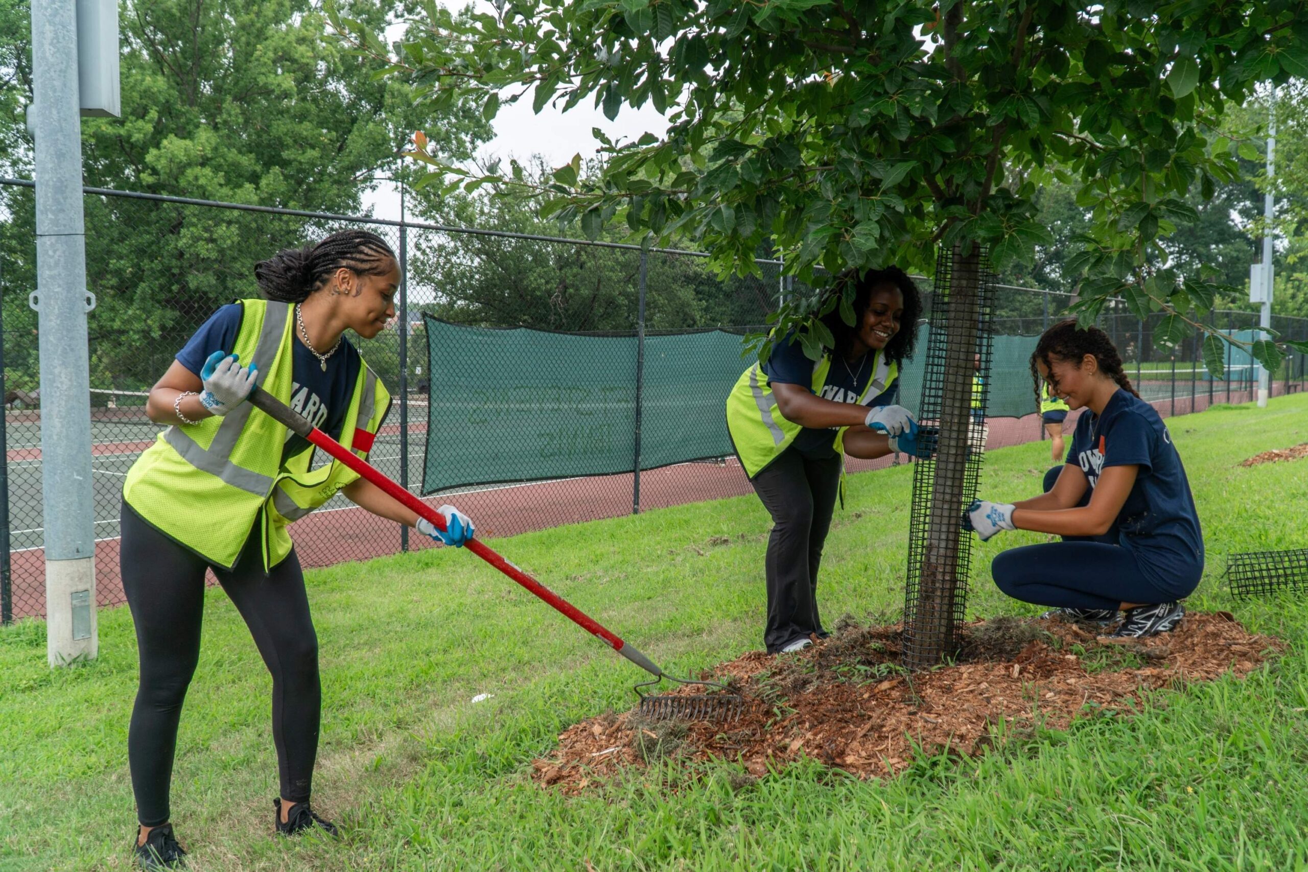 Three incoming Howard University Law students care for a young tree. One student rakes mulch around the base of the tree, while the other two students work on removing the deer guard from the tree.