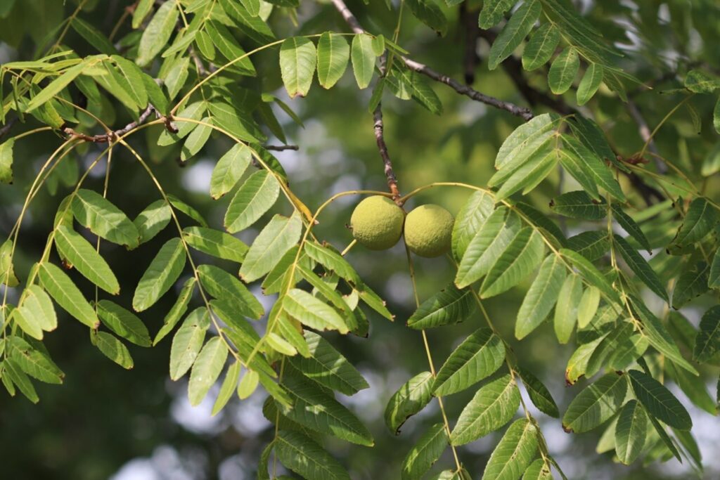 Closeup of branches, leaves, and fruit of a black walnut tree.