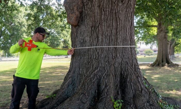 Casey Trees Field Manager, Nick Smalley, measures the circumference of a Heritage Tree at RFK
