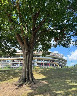 A mature tree stands in the foreground of RFK stadium