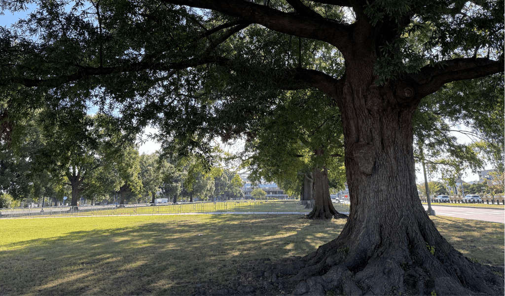 Two rows of mature trees framing the entrance to RFK stadium