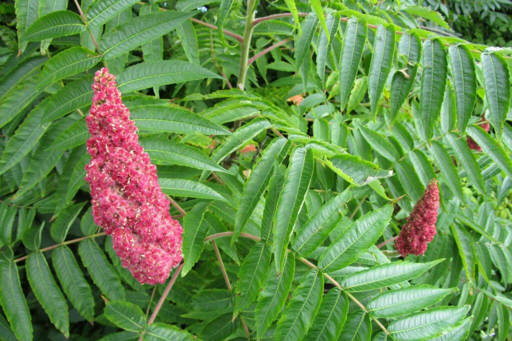 Leaves and fruit of a staghorn sumac tree.