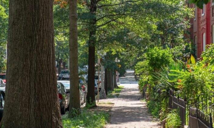 A tree-lined street near H Street in Washington, DC