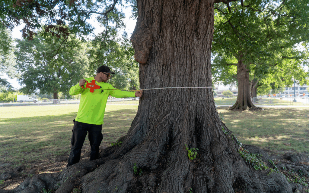 Casey Trees Field Manager, Nick Smalley, measures the circumference of a Heritage Tree at RFK