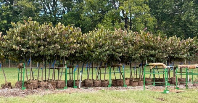 A row of trees from the Casey Tree Farm, dug up and ready for transport.