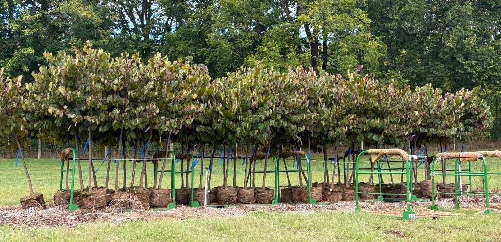 A row of trees from the Casey Tree Farm, dug up and ready for transport.