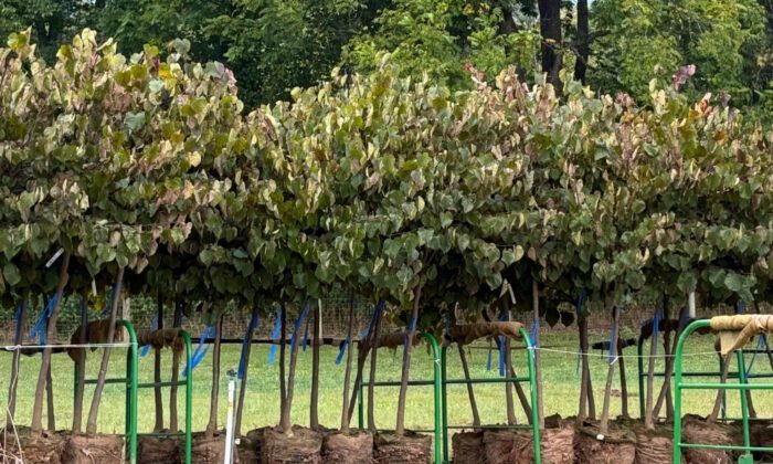 A row of trees from the Casey Tree Farm, dug up and ready for transport.
