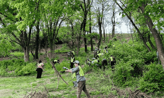 A group of volunteer pull invasive vines in a forest patch