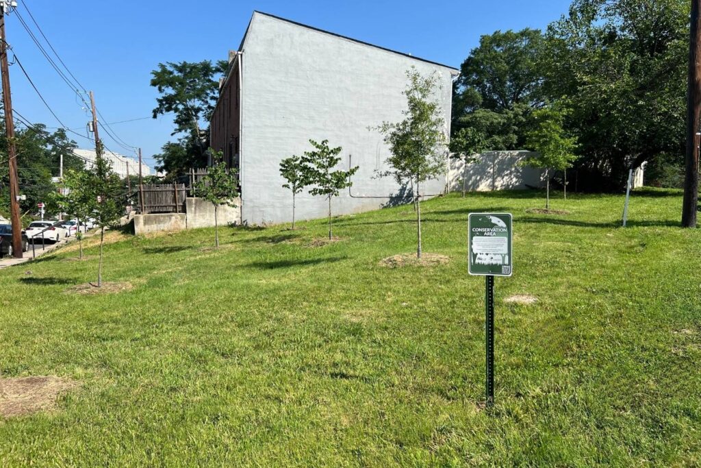 A grassy corner lot on Morris road planted with trees
