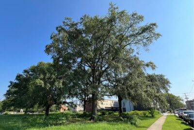 Healthy willow oak Heritage Trees at the Parkside Development in Ward 7