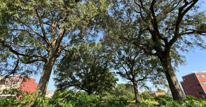 Heritage trees at the Parkside development