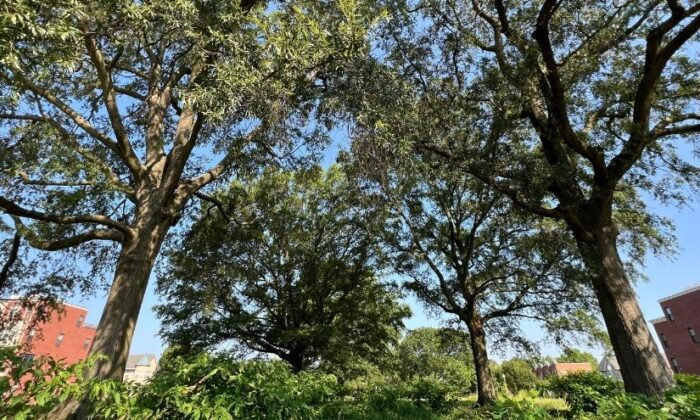 Heritage trees at the Parkside development